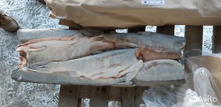 Кета свежемороженая пбг