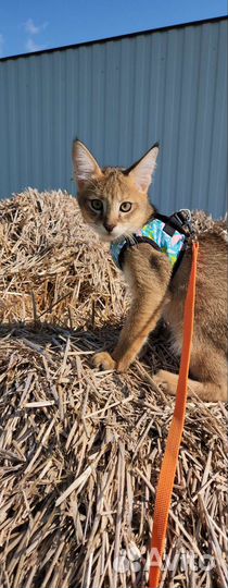 Кот чаузи ф1