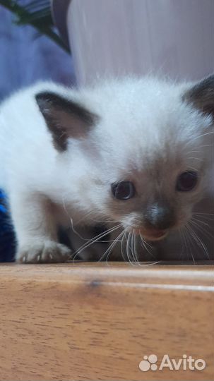Котята Тайские