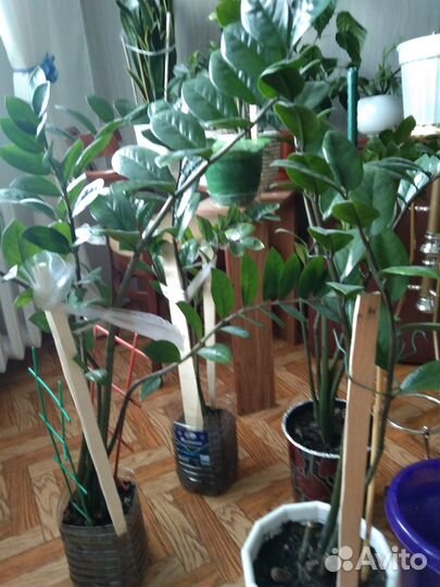 Комнатные растения