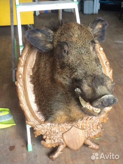 Чучело кабана с медальоном