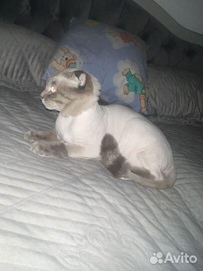 Вязка кошек