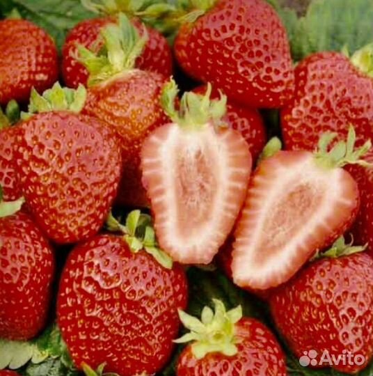 Саженцы клубники Александра