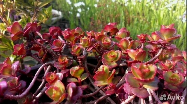 Очиток ложный пурпурный