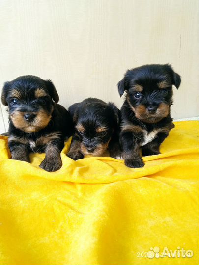 Йоркширский терьер мини щенки