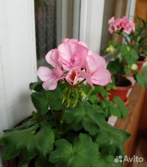 Пеларгония