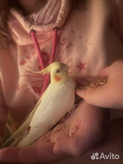 Попугай корелла с клеткой