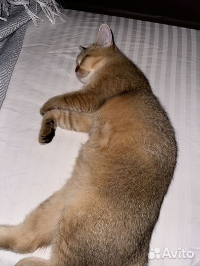 Шотландские золотые шиншиллы котята