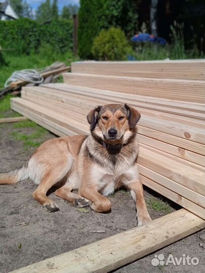 Собака в добрые руки