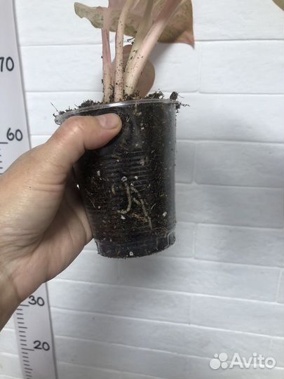 Аглаонема бидадари