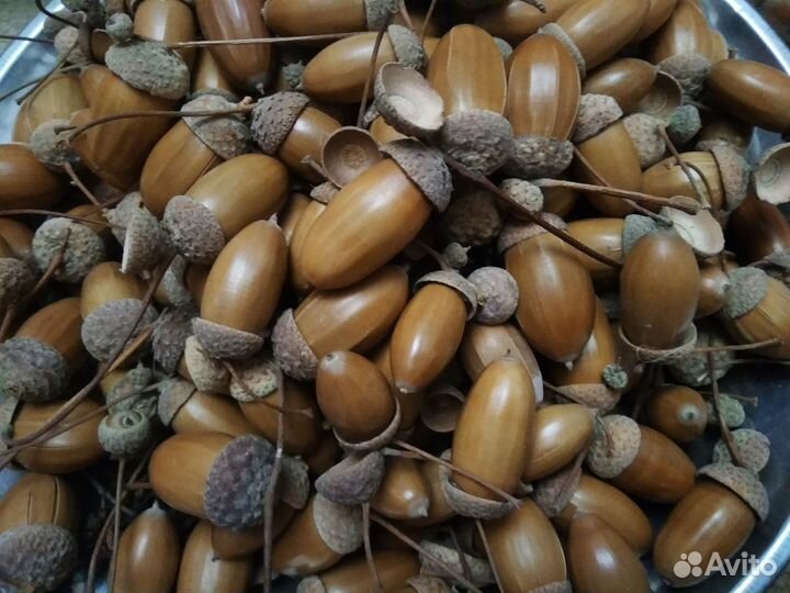 Желуди, орехи, шишки