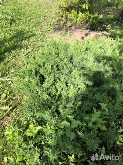 Можжевельник казачий