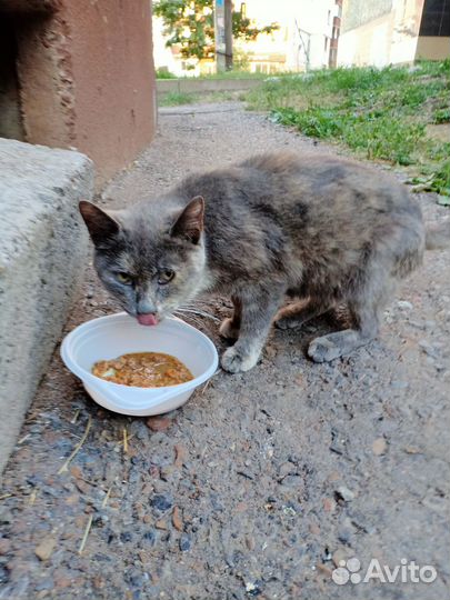 Бездомный котик