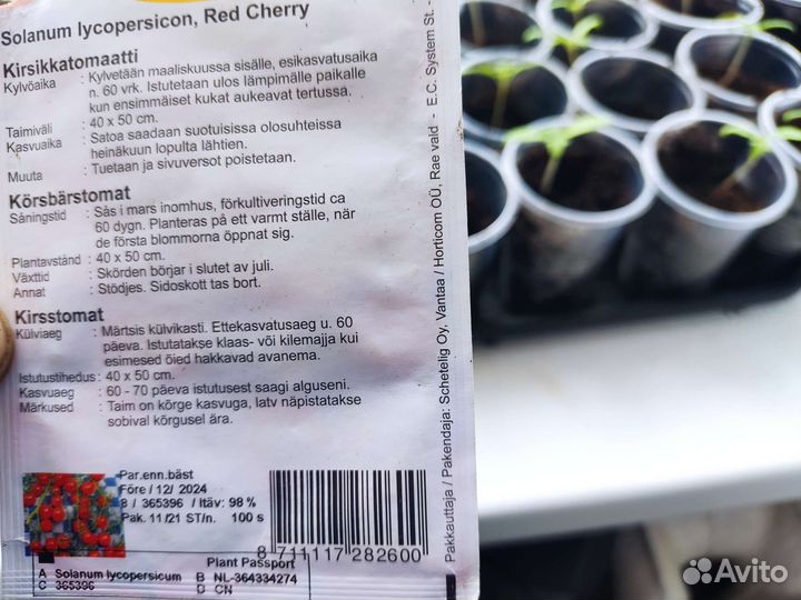 Рассада помидор chery