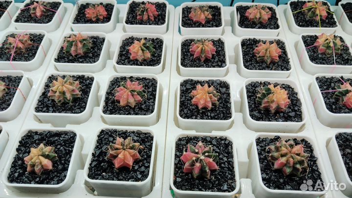 Gymnocalycium mihanovichii var. 6,5см горшок