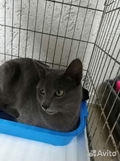 Русская голубая кот