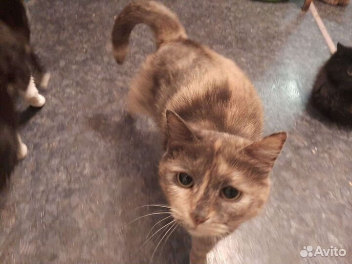 Аннушка -ласкушка красотушка