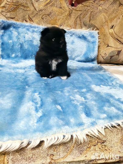 Щенки шпица