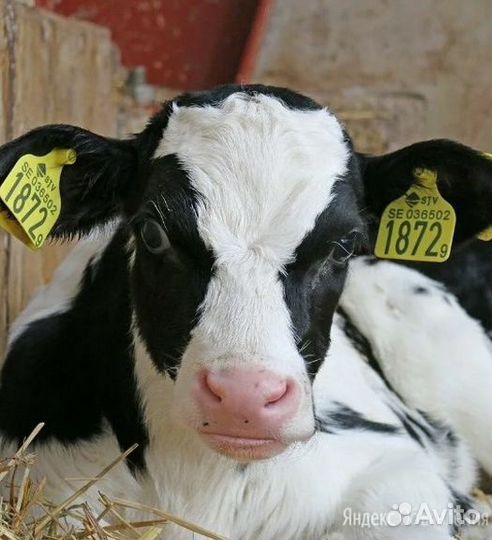 Бычки от 1 месяца