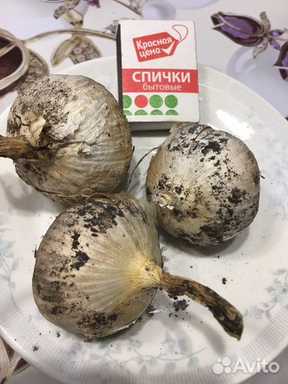 Продам чеснок Рокамболь