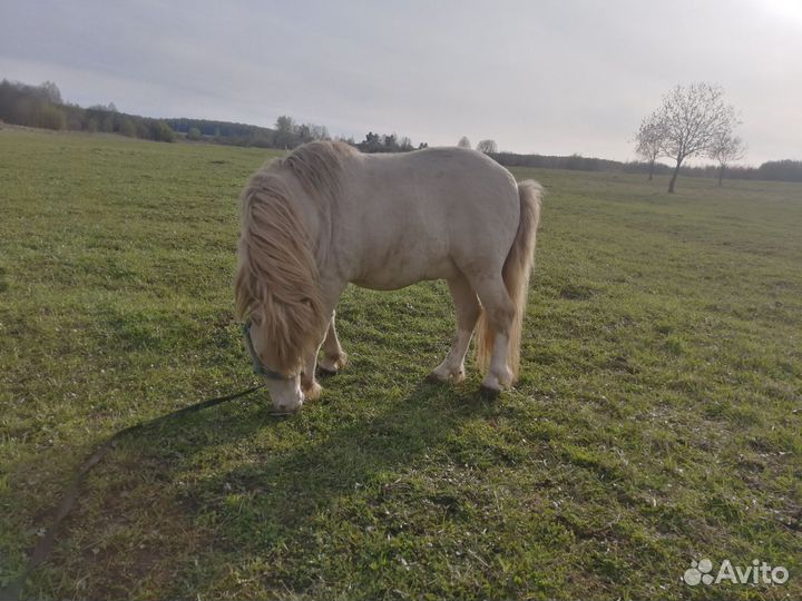 Продам Совецкую кобылу