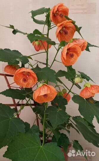 Абутилон (компактный сорт)