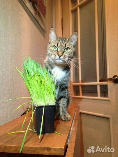 Зооняня в домашних условиях