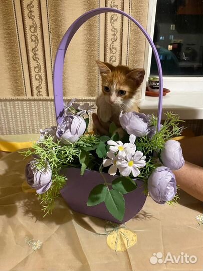 Рыжий котенок девочка