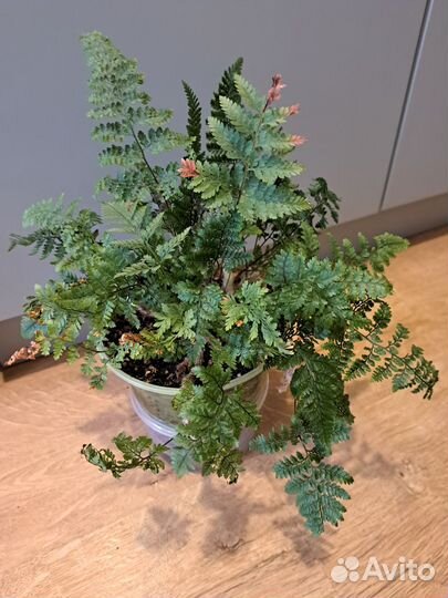 Папоротник Даваллия (зайчьи лапки)