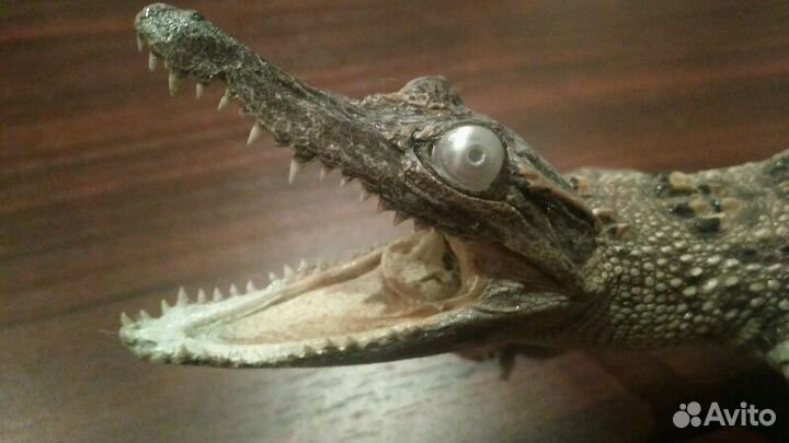 Крокодил (чучело)
