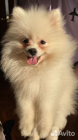 Немецкий шпиц девочка