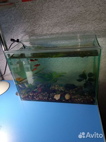 Аквариум с рыбками