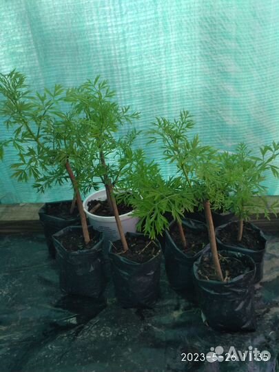 Бузина черная