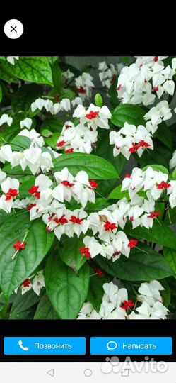 Клеродендрум госпожи Томпсон