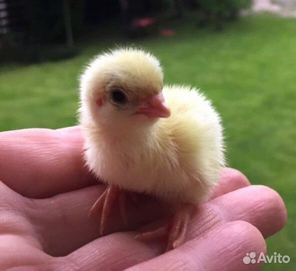 Перепела суточные