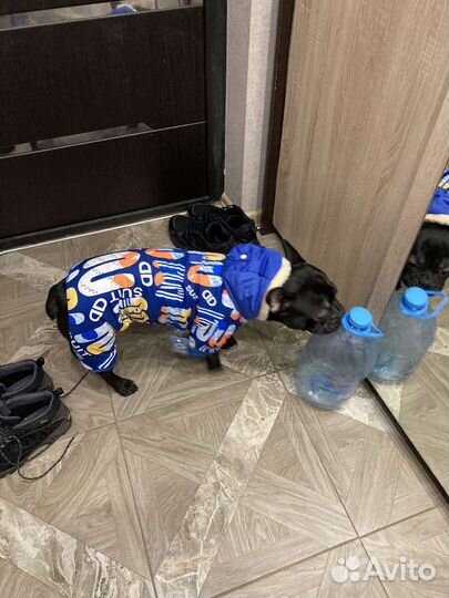 Комбинизон для собак средних и мелких пород