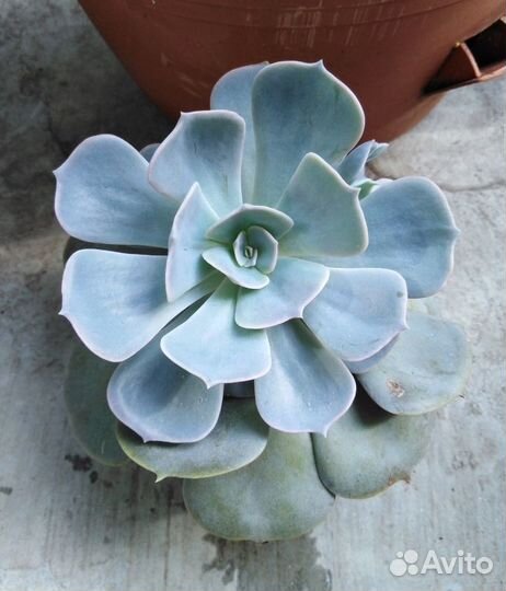 Суккуленты, эхеверии