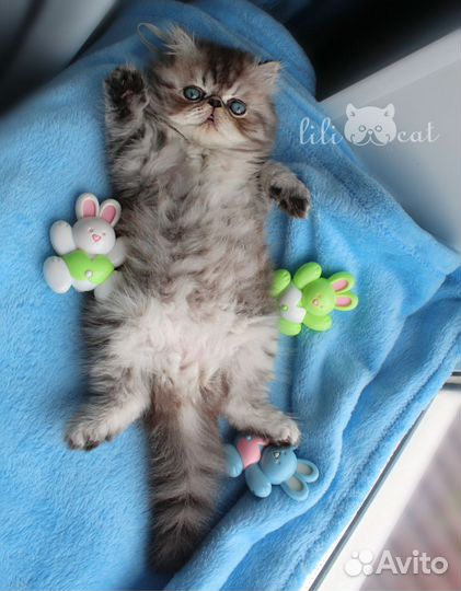 Персидская