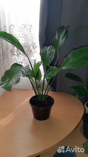 Спатифиллум