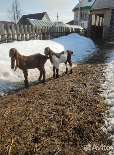 Козленок камори-нубийский