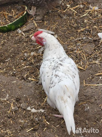 Петушки Маран и Пушкинской породы