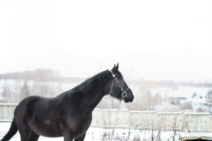 Конь для фотосессий