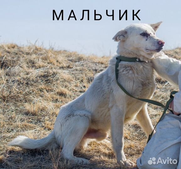 Собачки в дар