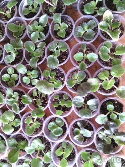 Сортовые фиалки детки