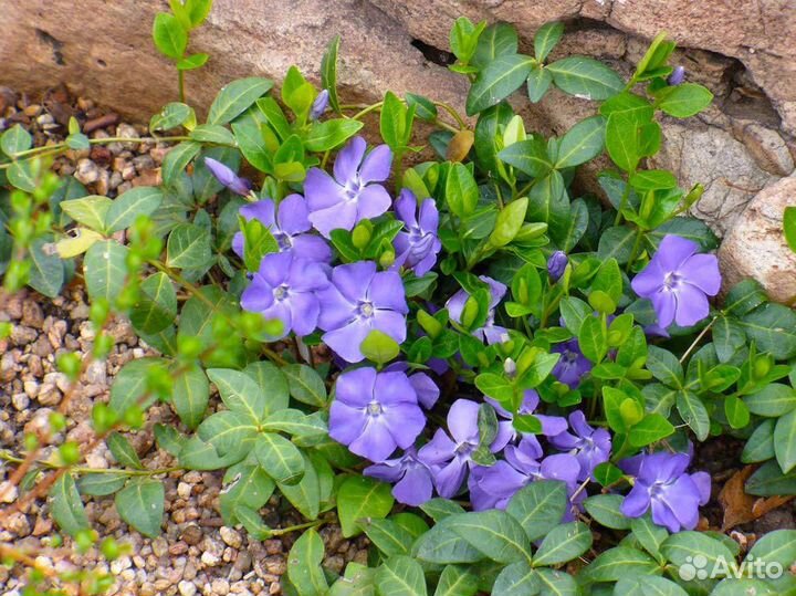 Барвинок синий(многолетний)