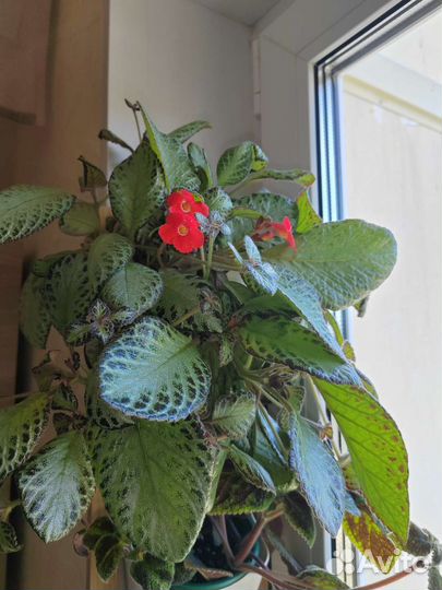 Эписции, фиттонии, герань