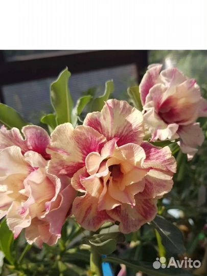 Адениум taste OF love (kasumi) Взрослое растение