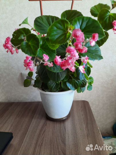 Бегония вечноцветущая махровая