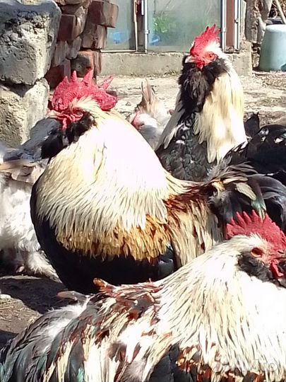 Куры,цыплята