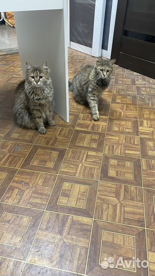 Кошка ищет семью